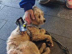 -羊羊鸡蛋仔(大学城店)