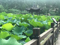 -合肥滨湖国家森林公园