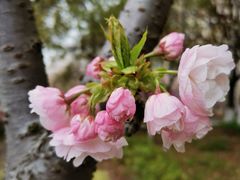 -高东镇樱花园