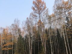 -五营红松林海景区