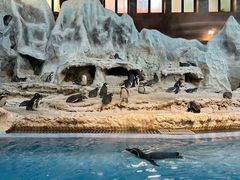 -帝企鹅自助餐厅•儿童岛•真企鹅(长隆企鹅酒店)