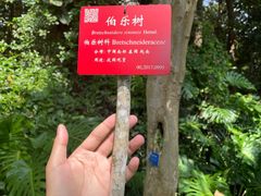 -中国科学院西双版纳热带植物园