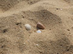 -碧海金沙