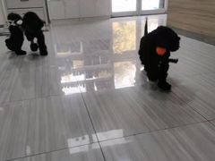-纳吉亚猫专科动物医院(康都外科中心)