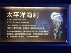 -太平洋海底世界