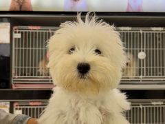 -翊宠yipet猫狗购宠庄园犬舍•猫舍