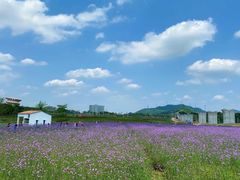 -光明小镇欢乐田园