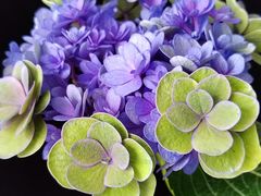 -循礼门鲜花花市(武汉循礼门店)