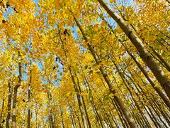 -羊亭河湿地公园