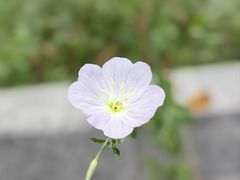 -虎丘湿地公园