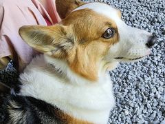 -J Create城市露营咖啡·简餐·宠物(上海动物园店)