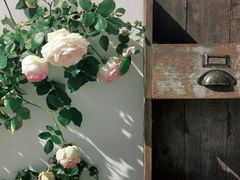 -AHAVA·Fang Baking Studio