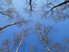 -合肥滨湖国家森林公园