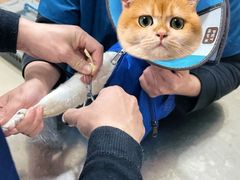 -米苏动物医院·犬猫专科·骨科外科内窥镜