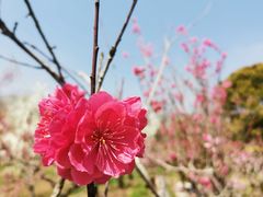-南汇桃花村