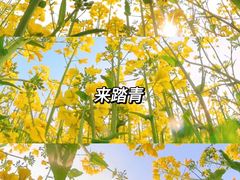 -西京湾花海