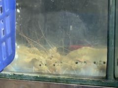 -滑记海鲜饭店·老字号(海鲜街店)