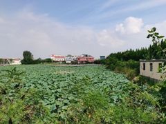 -渡海小渔村.老辈日照菜