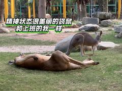 -灵玲国际马戏城