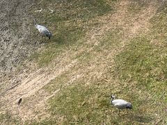 -北京麋鹿生态实验中心