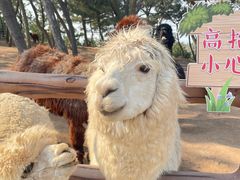 -西霞口神雕山野生动物世界