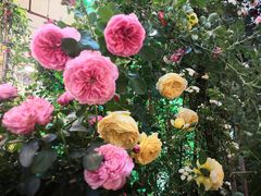 -双季花艺园艺市场(浦东店)