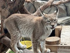 -青藏高原野生动物园