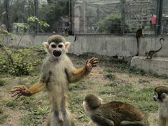 -石家庄市动物园