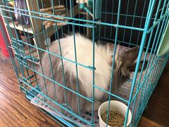 -志龙皇冠吃货椰子铺