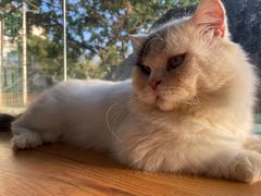 -猫小院猫主题咖啡厅(北锣店)
