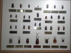 -上海昆虫博物馆