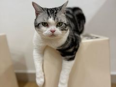 -有喵·猫咖·狗咖·30几只猫10只小狗(岗厦店)