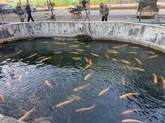 -东江湖游水三文鱼美食城