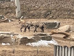 -北京野生动物园