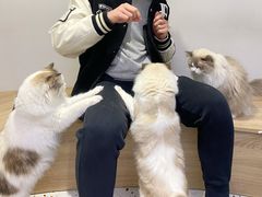 -Umiao与猫咖啡 猫咖