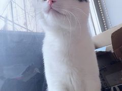 -特一安24小时宠物医院·骨科·中兽医
