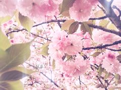 -天鹅湖体育公园