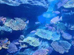 -暹罗海洋世界