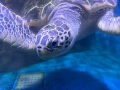 -秦皇岛新澳海底世界