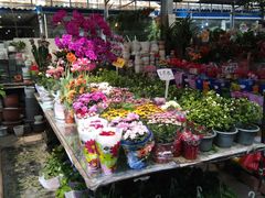 -曲阳花鸟市场(曲阳路店)
