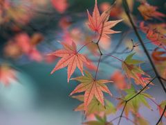 -花开海上生态园