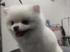 -宠物家(双井店)