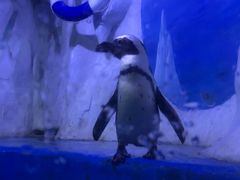 -多彩贵州城极地海洋世界