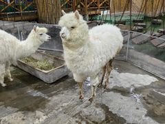 -上海大自然野生昆虫馆(东方明珠·爬宠昆虫探索中心)