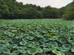 -八卦田遗址公园