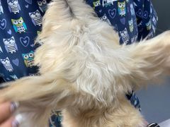 -爱侣宠医·鹦鹉专科·小型哺乳类·异宠专科(灵石路店)