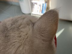 -瑞派·关忠动物医院·猫专科·犬专科(三环新城店)
