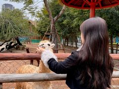 -灵玲国际马戏城