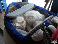 -Babycat私家御饼屋(龙头路一店)