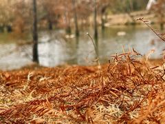 -上海长兴岛郊野公园